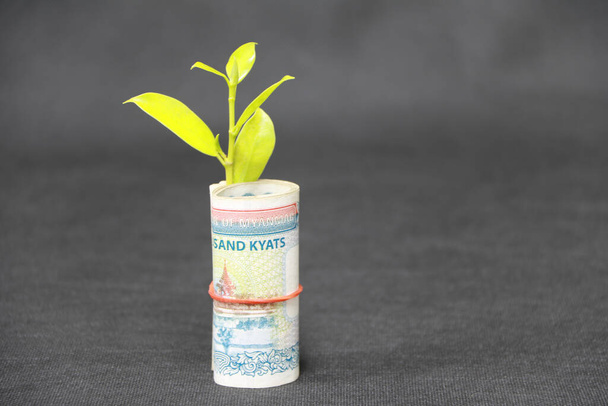 Rolled banknote money ten thousand Myanmar Kyats and young plant grow up with dark grey floor and background. Concept of money growth or currency interest. - Photo, Image