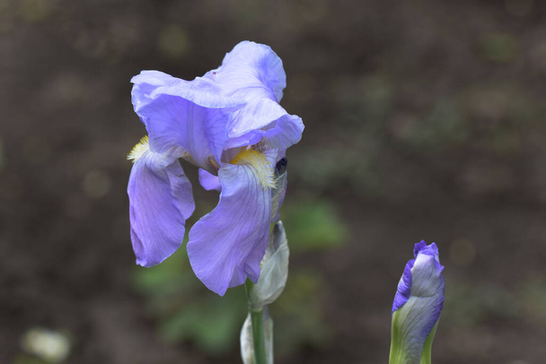 hermoso iris creciendo en el jardín en verano día soleado  - Foto, Imagen