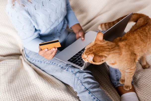 女性のクレジットカードを保持し、ベッドの上で猫の近くのノートパソコンを使用しての作物ビュー  - 写真・画像