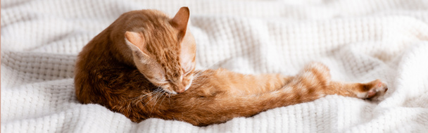 家で毛布の上に横たわる生姜猫のパノラマショット  - 写真・画像