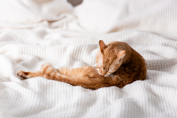 Selective focus of tabby cat lying on plaid on bed  - Fotó, kép