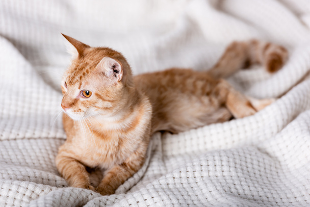 Selective focus of ginger cat looking away on blanket in bedroom  - Fotó, kép