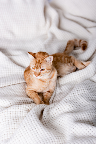 Selective focus of tabby cat lying on bed at home  - Foto, Imagen