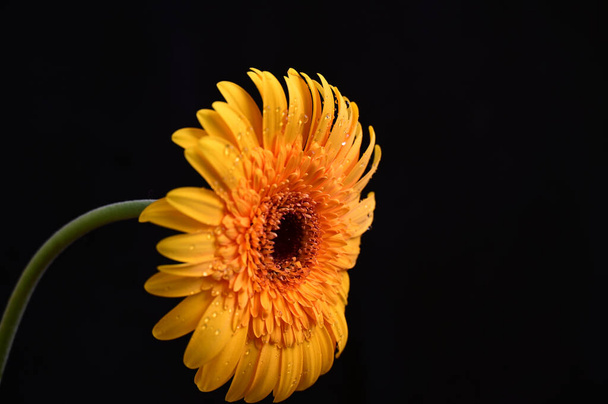 букет красивих квітів на темному тлі, літня концепція, вид з близької відстані
   - Фото, зображення