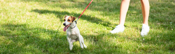 Genç bayanın panoramik mahsulü Jack Russell Terrier köpeğinin tasmasını tutuyor. - Fotoğraf, Görsel