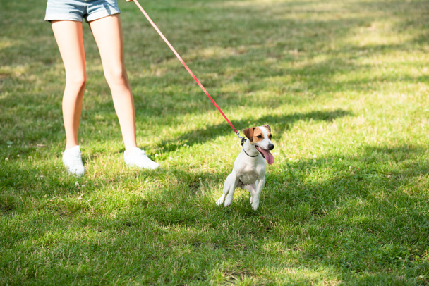 Vágott kilátás fiatal nő tartja Jack Russell terrier kutya pórázon - Fotó, kép