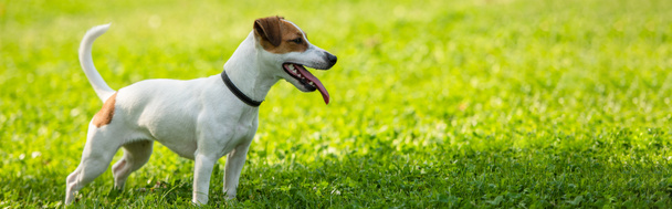 Panoramic crop of jack russell terrier dog standing on grass - Foto, Bild