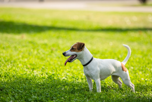 Selektywne skupienie psa terrier Jacka Russella na trawie - Zdjęcie, obraz