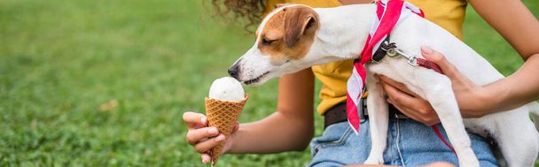 若いです女性給餌ジャックラッセルテリア犬アイスクリームの作物ビュー - 写真・画像