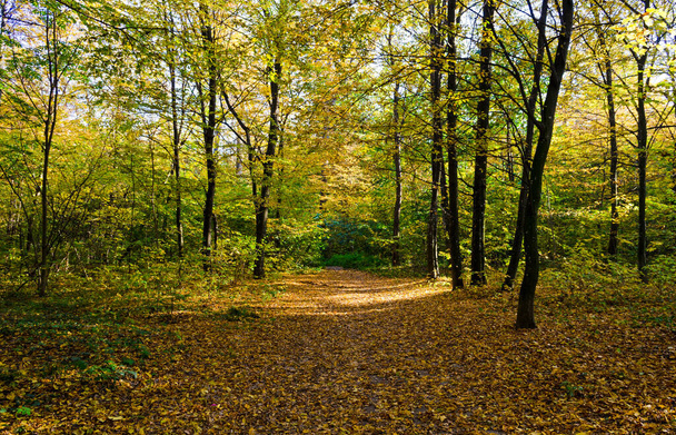 Herfst bos op een zonnige dag. Herfst in het park - Vector, afbeelding