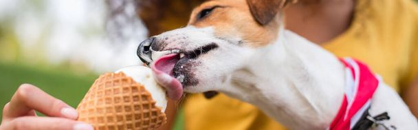Cultivo panorámico de jack russell terrier perro comiendo helado - Foto, imagen