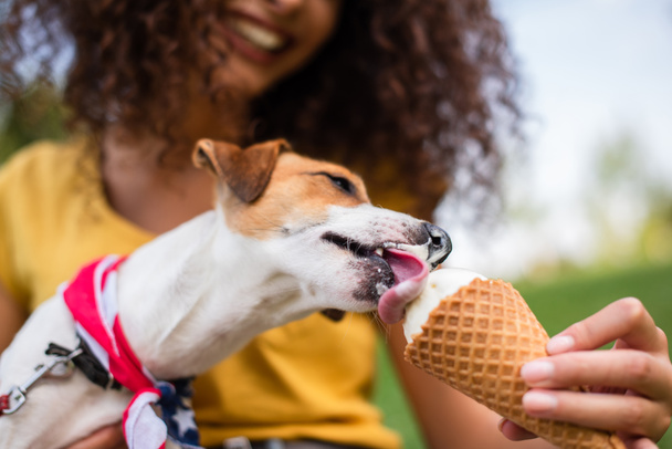 Selective focus of jack russell terrier dog eating ice cream - Foto, Imagen