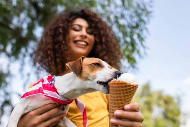 Selective focus of jack russell terrier dog licking ice cream from hand - Foto, afbeelding