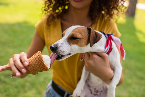 Cropped view of young woman holding jack russell terrier dog licking ice cream - Фото, зображення