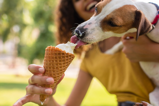 Vista cortada de jovem mulher alimentando Jack Russell terrier cachorro sorvete - Foto, Imagem