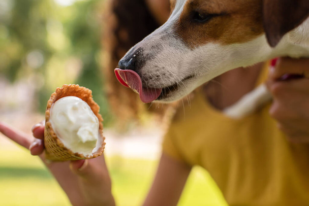 kivágott kilátás nő etetés Jack Russell terrier kutya ízletes fagylalt - Fotó, kép