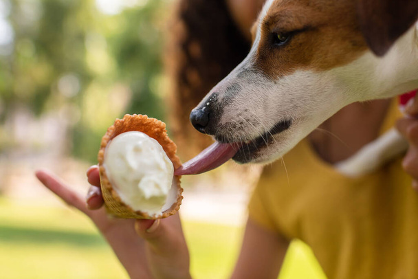 ジャック・ラッセルの至近距離からの眺めおいしいアイスクリームを舐めるテリア犬 - 写真・画像