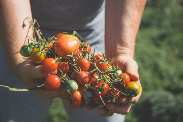 Rajčata sklízejí na farmářských rukou. Organické potraviny - Fotografie, Obrázek