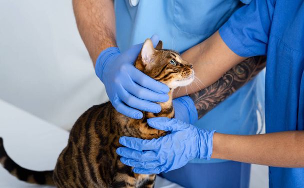 Onherkenbaar dierenarts team helpen schattig tabby kat bij dierenkliniek, close-up - Foto, afbeelding