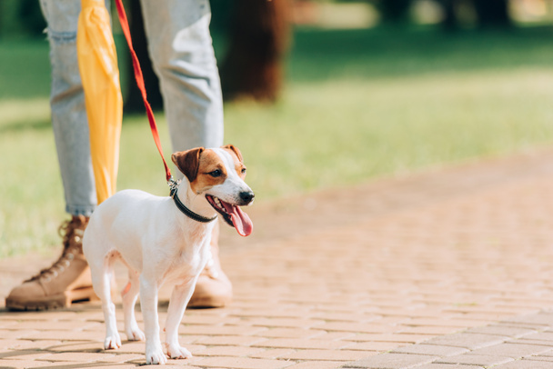 partial view of woman strolling with jack russell terrier dog on leash - Foto, immagini