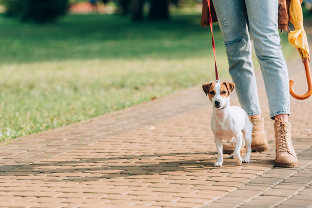 Cropped view of woman with umbrella standing near jack russell terrier on leash on walkway  - Photo, Image