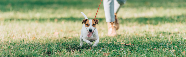 Panoramic crop of jack russell terrier walking on grass near woman  - Photo, Image