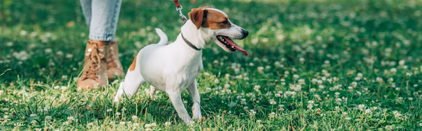 Website header of jack russell terrier standing near woman on grass with flowers  - Fotoğraf, Görsel