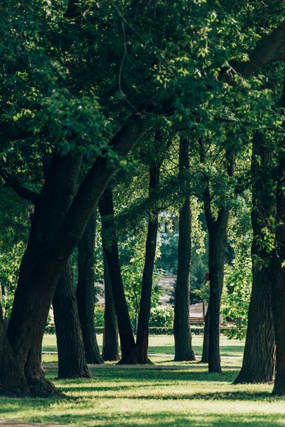 Selective focus of trees on meadow with green grass in summer park  - Photo, image