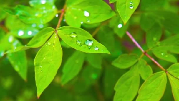 капли росы на красивые зеленые листья в солнечный свет в саду, летняя концепция - Кадры, видео