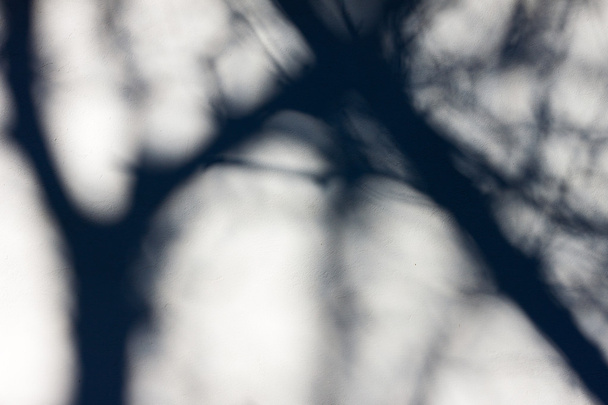 Tree shadow on the White Wall - Фото, зображення
