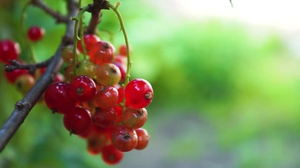 庭の新鮮なスグリの赤い果実。赤いスグリ。ブッシュの赤いスグリのジューシーな熟した果実。庭の果実の背景 - 映像、動画