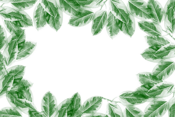 Modello di foglie verdi, foglie di piante autunnali isolate su sfondo bianco - Foto, immagini
