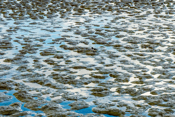 θέα στη θάλασσα της βόρειας θάλασσας με χαμηλή παλίρροια και σε ένα πτηνό που πιάνει στρείδια που ψάχνει για τροφή - Φωτογραφία, εικόνα