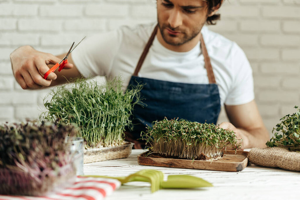 Attractive bearded man farmer taking care of sprouts of microgreens - Photo, Image