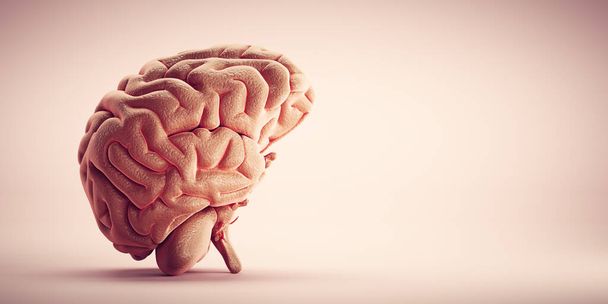 Medizinische 3D-Illustration des menschlichen Gehirns - Foto, Bild