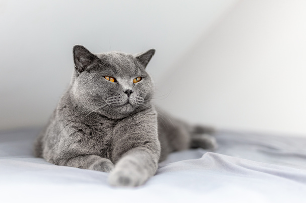 Mutlu İngiliz kedisi yatakta yatarken gülümsüyor ve gözlerini kısarak bakıyor. İngiliz Shortair cinsi - Fotoğraf, Görsel