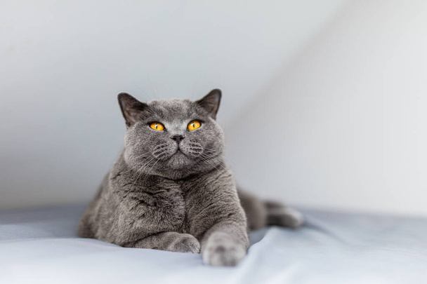 Ylpeä brittiläinen kissa makaa sängyllä ja katsoo ylös. Britannian oikosulku rotu - Valokuva, kuva