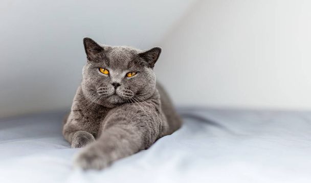 Гордый британский кот лежит на кровати и смотрит вверх. Порода коротышек Великобритании - Фото, изображение