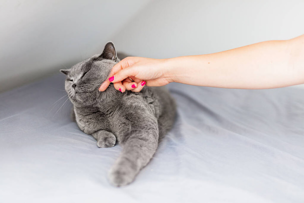 Simogass és simogass egy macskát. Nő kéz simogató brit macska, aki fekszik nyugodt az ágyban. - Fotó, kép