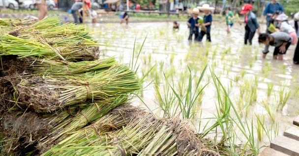 Plántulas de arroz con un desenfoque de los niños asiáticos fangosos disfruta de la plantación de arroz en la granja de campo para aprender cómo el cultivo de arroz actividad al aire libre para niños y agricultores agrícolas en Tailandia. - Foto, imagen