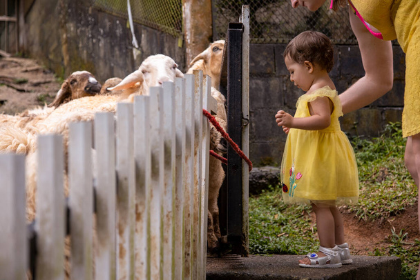 Adorable cute toddler girl with mother feeding little sheeps on a kids farm. Beautiful baby child petting animals in the zoo. Excited and happy girl on family weekend. - Photo, Image