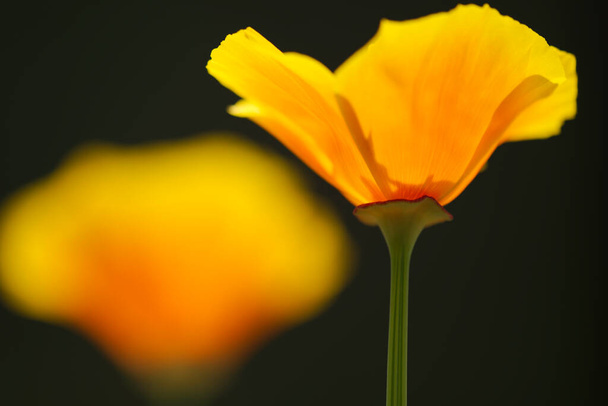 Flor de Eschscholzia californica, amapola de California, dorada, luz del sol o taza de oro, especies de plantas con flores en la familia Papaveraceae, nativa de los Estados Unidos y México. - Foto, imagen