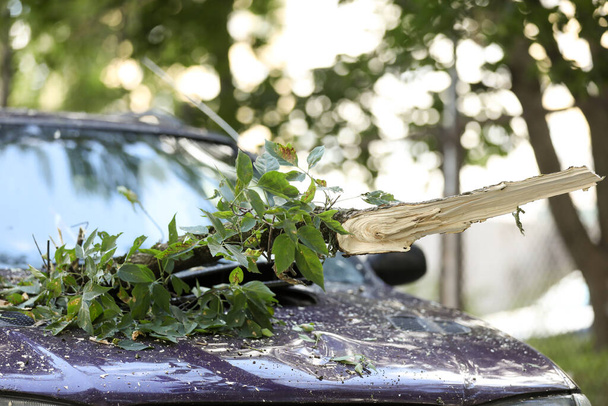 Drzewo spadło na samochód z powodu silnego wiatru. Zniszczony pojazd po burzy. - Zdjęcie, obraz