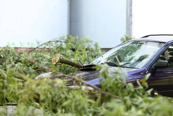 Aufgrund des starken Windes stürzte ein Baum auf das Auto. Kaputtes Fahrzeug nach dem Sturm. - Foto, Bild