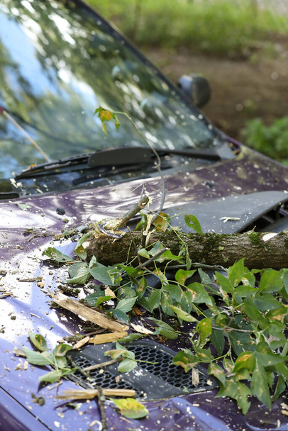 Aufgrund des starken Windes stürzte ein Baum auf das Auto. Kaputtes Fahrzeug nach dem Sturm. - Foto, Bild