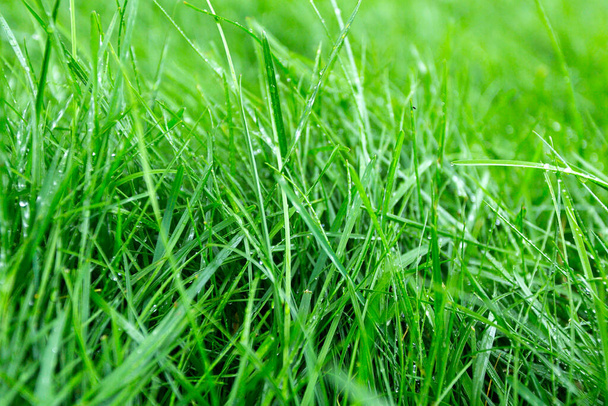 green succulent grass with dew drops background - Фото, изображение