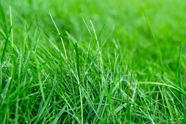 πράσινο χυμώδες γρασίδι με δροσιά σταγόνες φόντο - Φωτογραφία, εικόνα