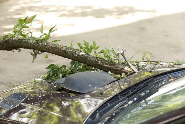 Er viel een boom op de auto door de harde wind. Gebroken voertuig na de storm. - Foto, afbeelding