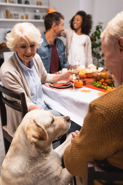 selectieve focus van golden retriever in de buurt van senior man vieren Thanksgiving dag met multi-etnische familie - Foto, afbeelding