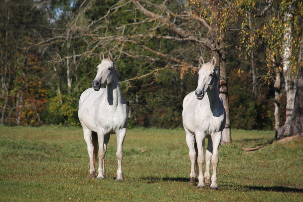dwa białe konie na pastwisku - Zdjęcie, obraz
